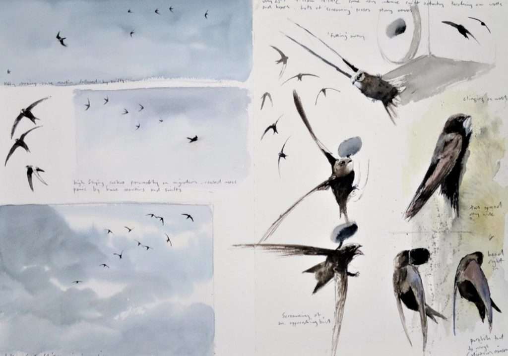 Jonathan Pomroy, 'Swift studies'